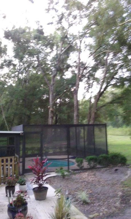 16 Trees Hanging Over Screen Enclosure After